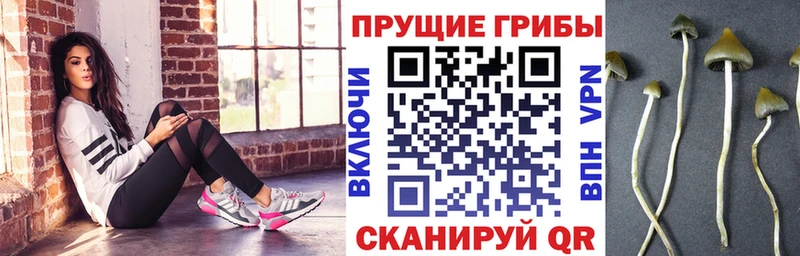 Псилоцибиновые грибы Psilocybe даркнет сайт Беломорск